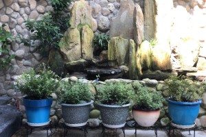 LỢI ÍCH TRỒNG CÂY BẰNG CHẬU NHỰA BẠN CÓ BIẾT