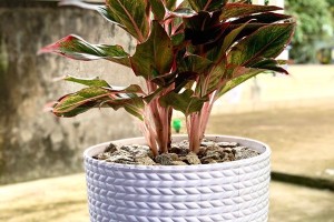Top 10 chậu nhựa trồng hoa đẹp nhất hiện nay