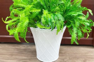 Lên ngôi xu hướng sử dụng chậu nhựa trồng cây