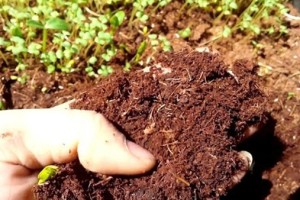 Cập nhật giá mụn xơ dừa hiện nay