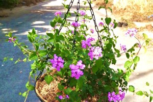 LỢI ÍCH CỦA CHẬU XƠ DỪA – CHẬU TRỒNG HOA